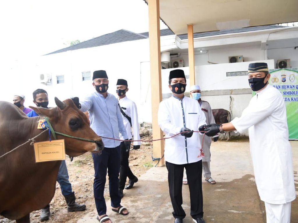 Kapolda Kalsel Bagikan 70 Ekor Hewan Kurban ke Warga Terdampak COVID-19 Kapolda Kalsel Bagikan 70 Ekor Hewan Kurban ke Warga Terdampak COVID-19