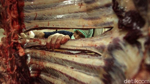 Melihat dari Dekat Pemotongan Hewan Kurban di RPH Cakung