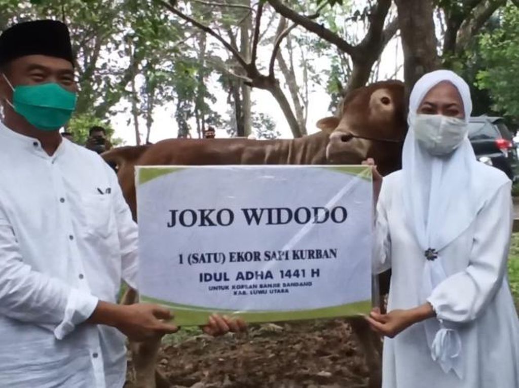 Kunjungi Pengungsi Banjir Masamba, Menko PMK Salurkan Sapi Limosin Jokowi