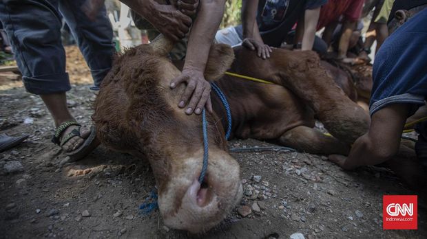 Pemotongan Hewan Kurban Pemotongan hewan kurban di Masjid Al-Azhar, Jakarta, Jumat, 31 Juli 2020. CNN Indonesia/Bisma Septalisma