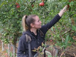 Pengangguran di Australia Naik, Mengapa Pemilik Kebun Takut Kekurangan Pekerja?