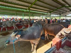 Ada Pesan Toleransi tentang Kurban Kerbau Saat Idul Adha di Kudus