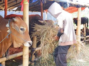 PKB Salurkan Hewan Kurban untuk Guru Ngaji dan Majelis Taklim