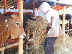 PKB Salurkan Hewan Kurban untuk Guru Ngaji dan Majelis Taklim