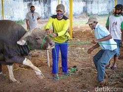 Tudingan Australia soal Pemotongan Sapi Tak Manusiawi Ditepis Ulama