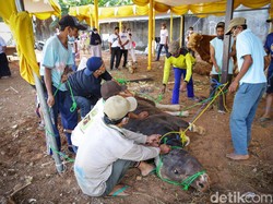 Disorot Australia, Tukang Jagal di Aceh Diminta Jaga Adab Saat Potong Hewan