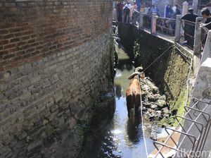 Video Sapi Kurban Nyemplung Parit 2,5 Meter Hebohkan Coblong Bandung