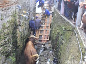 Evakuasi Dramatis Sapi Kurban yang Nyemplung ke Parit di Bandung Evakuasi Dramatis Sapi Kurban yang Nyemplung ke Parit di Bandung