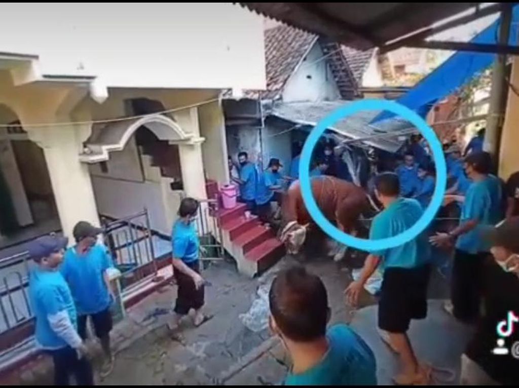 Sapi Kurban di Surabaya Ngamuk, Tendang 2 Orang dan Robohkan Atap Rumah