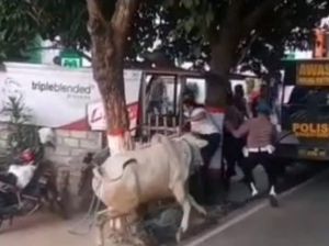 Saat Polisi Blitar Kocar Kacir Tak Mampu Tangani Sapi Kurban yang Mengamuk Saat Polisi Blitar Kocar Kacir Tak Mampu Tangani Sapi Kurban yang Mengamuk