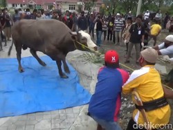 Warga Sulbar Senang Dapat Daging Kurban Meski Sapi Jokowi Sempat Ngamuk