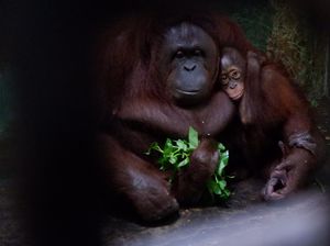 Sambut HUT RI ke-75, Serulingmas Zoo Beri Kado Spesial untuk Agus