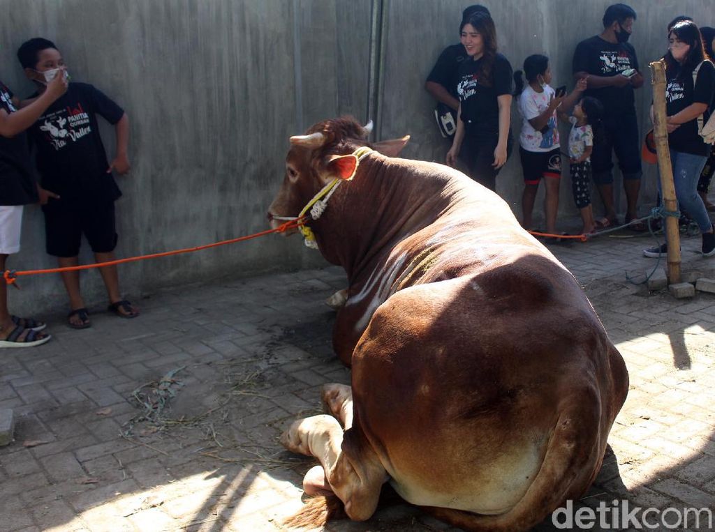 Banyak yang Kantongnya Cekak Habis Kurban, Apa yang Keliru? Banyak yang Kantongnya Cekak Habis Kurban, Apa yang Keliru?
