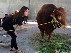 Mantap! Via Vallen Berkurban Sapi Hulk