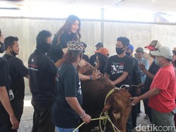 Via Vallen Kurban Sapi Hulk, Beratnya 1,3 Ton