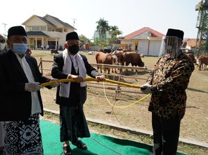 Kunjungi Masjid di Serang, Maruf Amin Berkurban Sapi Limosin 878 Kg