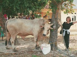 Awkarin Kurban 1 Ekor Sapi di Pulau Tunda yang Masih Susah Listrik