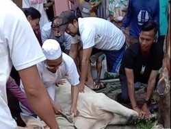Video Guru Ngaji Meninggal Dunia Saat Menyembelih Sapi Kurban