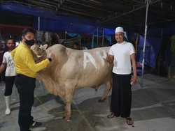 Banyak Titipan, Habib Usman-Kartika Putri Kurban 22 Sapi Terberat 1,5 Ton