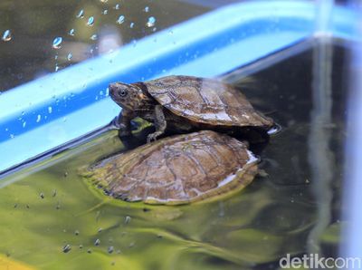 Ini Dia Potret 2 Kura-kura Ceper yang Menetas di Bazoga