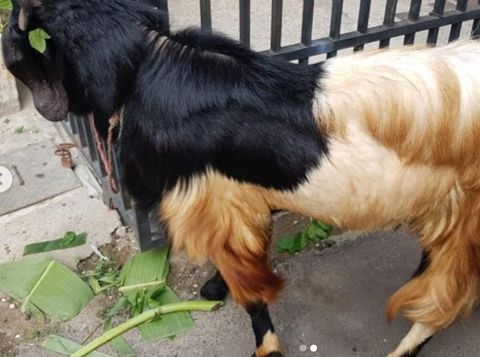 Kambing