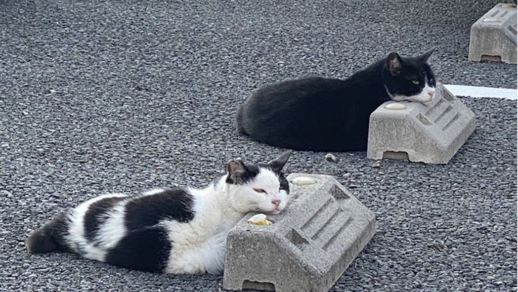Potret Kucing yang Santuy Tiduran di Bumper Parkir