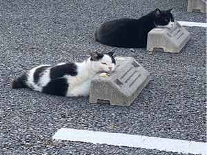 Potret Kucing yang Santuy Tiduran di Bumper Parkir