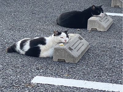 Potret Kucing yang Santuy Tiduran di Bumper Parkir