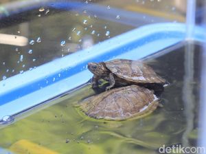 2 Kura-kura Ceper Menetas di Bandung Zoo Garden