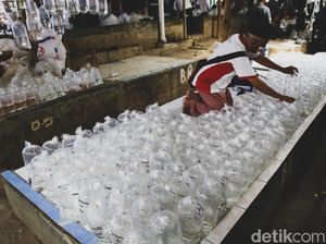 Jurus Pemerintah Geber Bisnis Ikan Hias di RI Jurus Pemerintah Geber Bisnis Ikan Hias di RI
