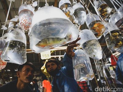 Pasar Ikan Hias di Parung Ramai Banget