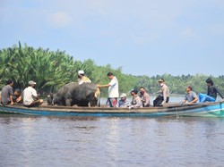 Polisi Antarkan Sapi Kurban dengan Perahu untuk Warga Desa Terisolasi di Jambi