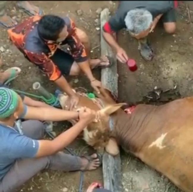 Warga Sempat Larang Pria Garut Minum Darah Sapi Kurban Warga Sempat Larang Pria Garut Minum Darah Sapi Kurban