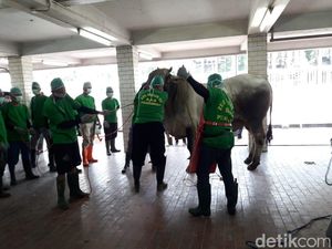 Intip Proses Pemotongan Hewan Kurban di Masjid Istiqlal