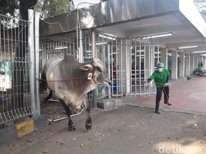 Masjid Istiqlal Bagikan 7.500 Paket Daging Kurban ke Masyarakat