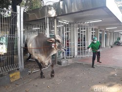 Masjid Istiqlal Bagikan 7.500 Paket Daging Kurban ke Masyarakat