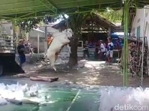 Dua Ekor Sapi Mengamuk di Blitar Disebut dari Luar Jawa, Ini Faktanya