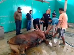 Ini Cara Tangani Sapi Mengamuk Agar Kualitas Dagingnya Tetap Bagus