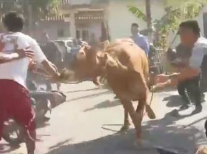 Ngamuk Sebelum Disembelih, Sapi Rusak 4 Motor di Kuningan
