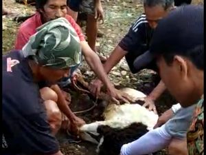Pria Meninggal Saat Hendak Sembelih Kambing Kurban di Tasikmalaya