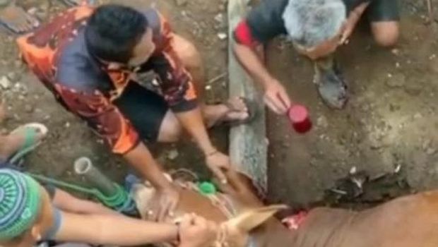 Viral, Pria Asal Garut Minum Darah Sapi Kurban