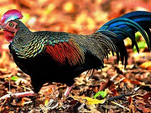 Aneh! Wanita Ini Ngaku Dirinya Adalah Seekor Ayam