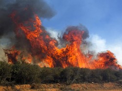 Kacau! Anggaran Penanganan Karhutla Masih Nunggak Rp 1,3 T