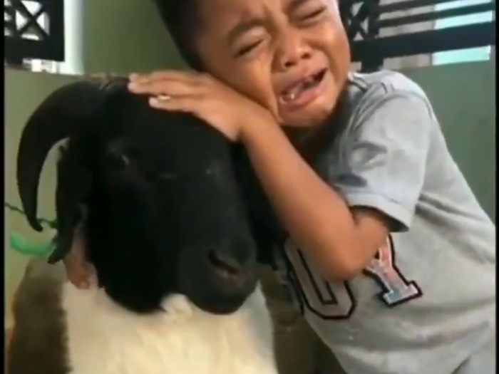 bocah tangisi kambing