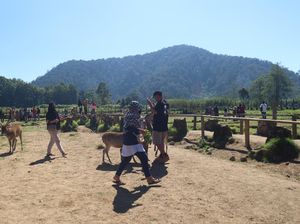 Bukan Afrika, Ini Ranca Upas