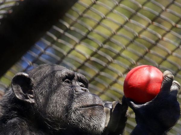 Kebun Binatang di Amerika Bertahan dari Krisis Imbas Pandemi