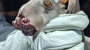 Spesies Kelelawar Seram, Bikin Merinding yang Melihat