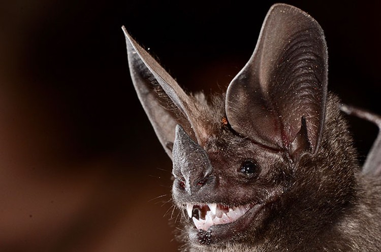 10 Spesies kelelawar unik ini punya wujud yang menyeramkan