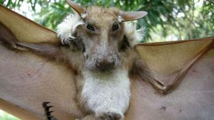 Deretan Spesies Kelelawar Berpenampilan Menyeramkan