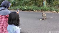 Kemarau Bikin Monyet di Hutan Blora Turun ke Jalan Demi Makanan